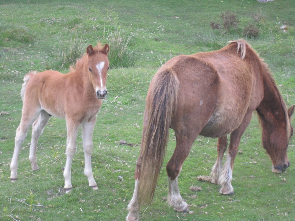 Wild Ponies Dartmoor